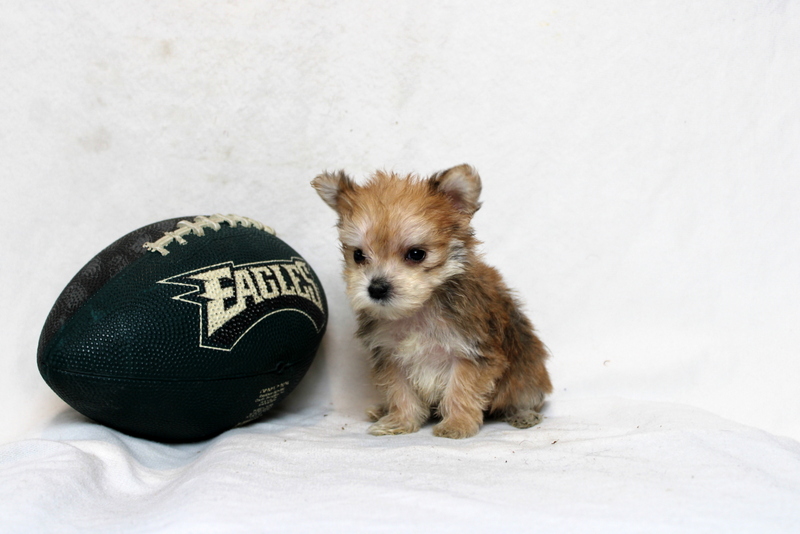 puppy, for, sale, Morkie, Matthew B. Stoltzfus, dog, breeder, Gap, PA, dog-breeder, puppy-for-sale, forsale, nearby, find, puppyfind, locator, puppylocator, aca